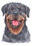 Water colour painting of Rottweiler, It is a strong dog 092