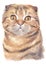 Water colour painting of Scottish fold Shorthair Cat 042