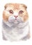 Water colour painting of Scottish fold Shorthair Cat 043