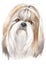 Water colour painting of Shih Tzu 061