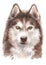 Water colour painting, Siberian Husky long-haired dog  051