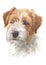 Water colour painting of a small dog, Jack Russell 032