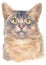 Water colour painting of Somali shorthair Cat 036