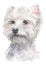 Water colour painting, West Highland White Terrier 060