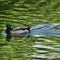 Water and colours of the Mallard Duck