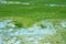 Water covered with green algae. River green algae bloom background. Global environmental pollution. Dirty waters in lake, river,