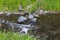 Water in Creek in Wild Forest Area