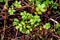 Water cress in a German forest