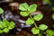 Water cress, Nasturtium officinale