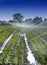 Water crops irrigation