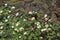 Water-crowfoot and Broad-leaved pondweed