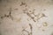 Water damages and mold on the ceiling in the Mamluks on the Temple Mount in Jerusalem