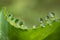 Water dew on small leaves of bryophyllum pinnatum