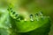 Water dew on small leaves of bryophyllum pinnatum