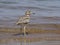 Water dikkop or thick-knee, Burhinus vermiculatus