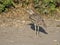 Water dikkop or thick-knee, Burhinus vermiculatus