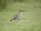 Water Dikkop or Water Thick-Knee, Burhinus vermiculatus, in the grass