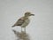 Water Dikkop or Water Thick-Knee, Burhinus vermiculatus, resting in the water