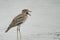 Water Dikkop or Water Thick-Knee, Burhinus vermiculatus, wading