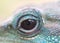 Water dragon iguana reptile eye close up