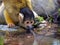 Water drinking squirrel monkey