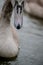 Water dripping from the beak of a cygnet mute swan