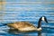 Water dripping off the beak of a goose