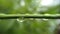 Water Dripping Off A Green Bamboo Branch, Tiny Water Drop of Life Image in The Summer Season.