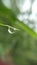 Water Dripping Off A Leaf, Tiny Water Drop of Life Image in The Summer Season.