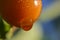 Water drips off newly ripening tomatoes after a rain