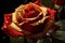 A Water Drop Adorns a Blooming Red and Gold Rose in Stunning Close-Up