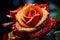 A Water Drop Adorns a Blooming Red and Gold Rose in Stunning Close-Up