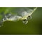 Water drop ballet on the edge of a leaf