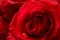 Water Drop on the Beautiful Red Rose. Macro Flower Background Photo
