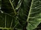 Water Drop on big green leaves, dark green leave background