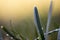 Water drop on a blade of grass, early in the morning