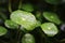 Water drop on Centella Asiatica , Pegagan, Indian pennywort or Gotu kola or Asiatic pennywort.This coin-like plant, The leaves can