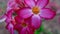 Water drop on Desert Rose Flowers in slow motion