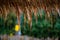 Water drop falling from the straw roof, Raining background. happy day