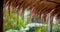 Water drop falling from the straw roof, Raining background. happy day