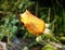 Water drop on flower