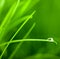 Water Drop on Grass Blade with Sparkle