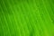 Water drop on green banana leaf background.