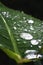 Water drop on green leaf