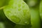 Water drop on green leaf