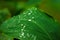 Water drop on green leaf. Garden plant leaf after the rain. Morning dew on plant leaf.