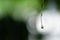 Water drop from green mango leaf, blurred background, macro shot
