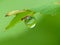 Water Drop Hanging Off A Leaf