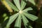 Water drop on a lupin