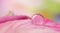Water drop macro on pink flower petal